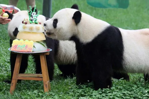 5º cumpleaños oso panda | Especies en Extincion