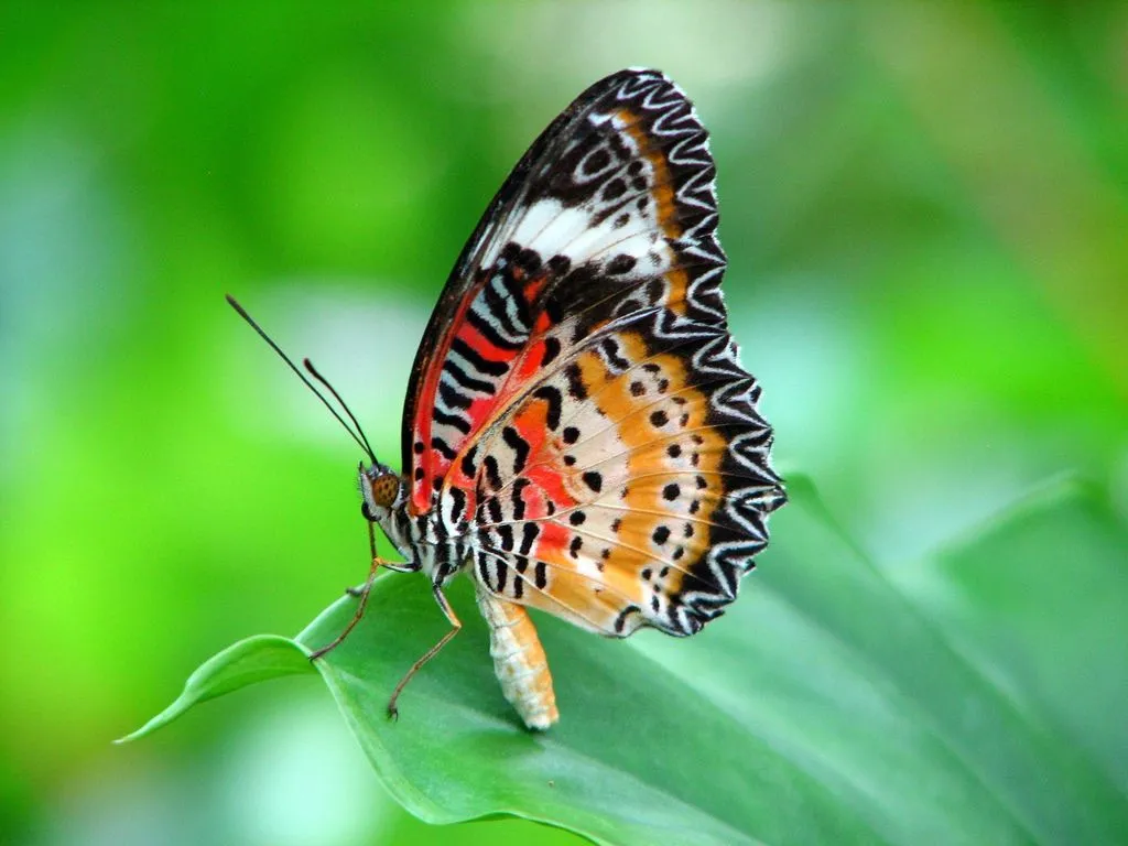 Más de 50 fotos de insectos con increíble colorido