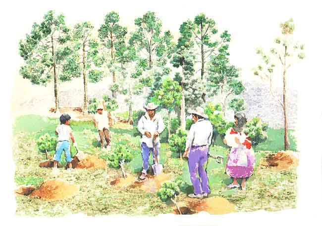 Imagenes de niños sembrando arboles - Imagui
