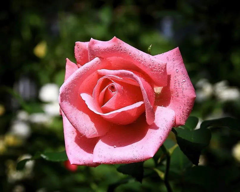 60 fotografías de las flores más hermosas del mundo | Banco de ...
