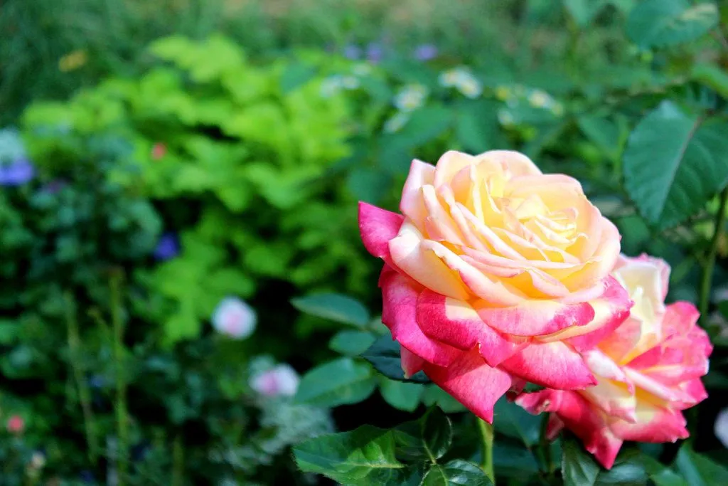 60 fotografías de las flores más hermosas del mundo | Banco de ...