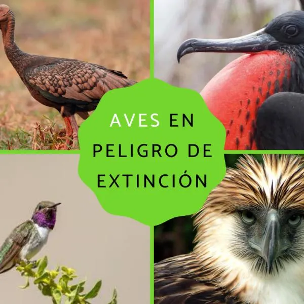 64 aves en peligro de extinción - Especies y fotos