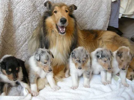Las 68 razas de perros más lindas del mundo - Taringa!