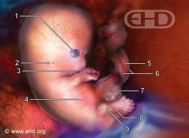 7-week-embryo.jpg