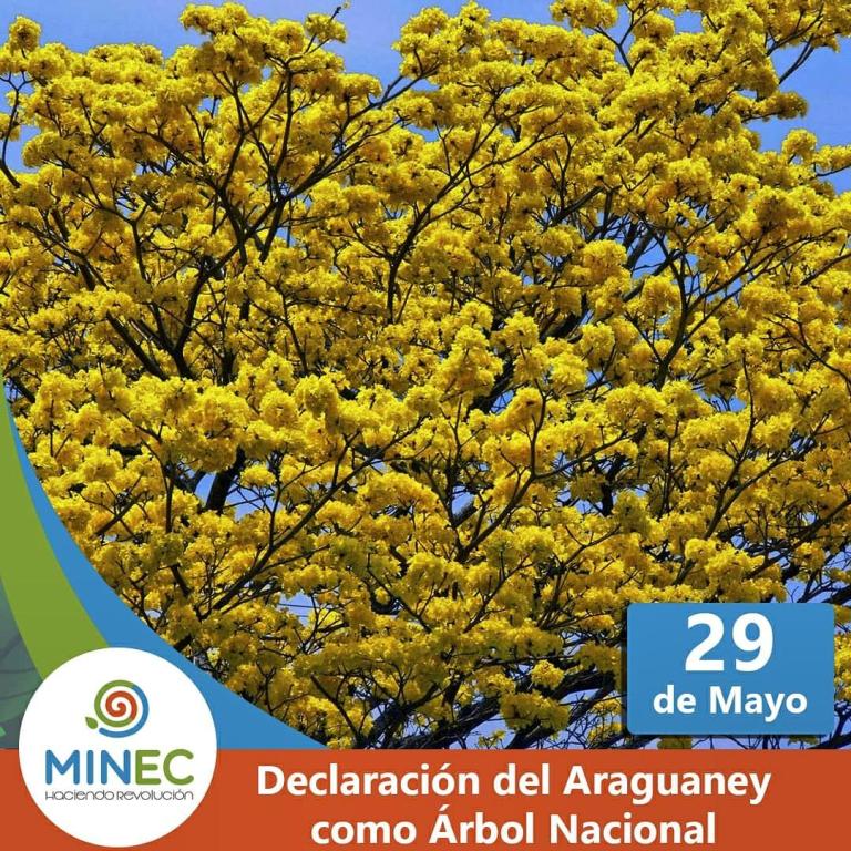 Hace 71 años el Araguaney fue declarado Árbol Nacional de Venezuela – Minec