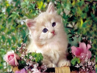 78 Imágenes bonitas de gatitos tiernos y divertidos para compartir