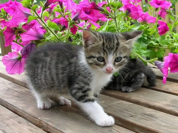 78 Imágenes bonitas de gatitos tiernos y divertidos para compartir