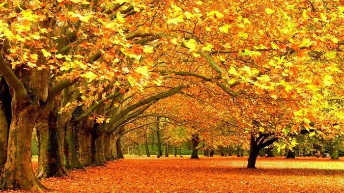 8.1 de Windows Theme HD wallpapers: hermosas hojas de otoño #6 ...