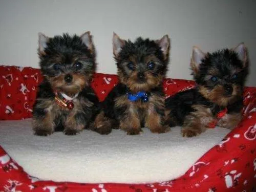 83969498 lindos cachorros de raza regalo por viaje al extranjero ...