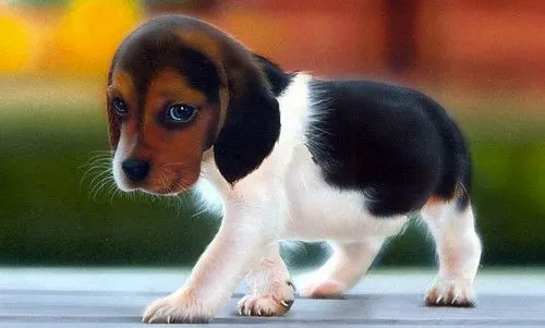 beagle BEBE | Flickr - Photo Sharing!
