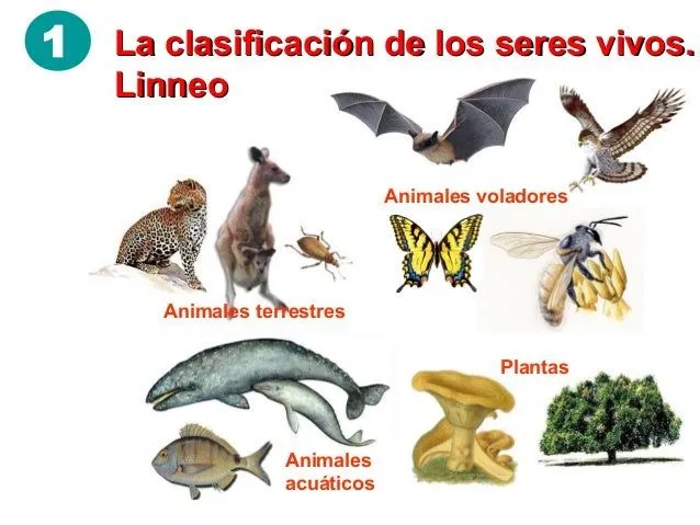 9-la-biodiversidad-los-cinco- ...