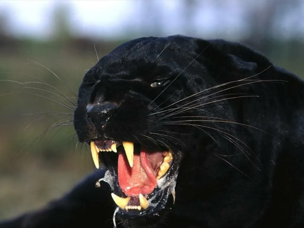 A- Level students cross Black Panther with Otter to make ... A- Level students cross Black Panther with Otter to make ...