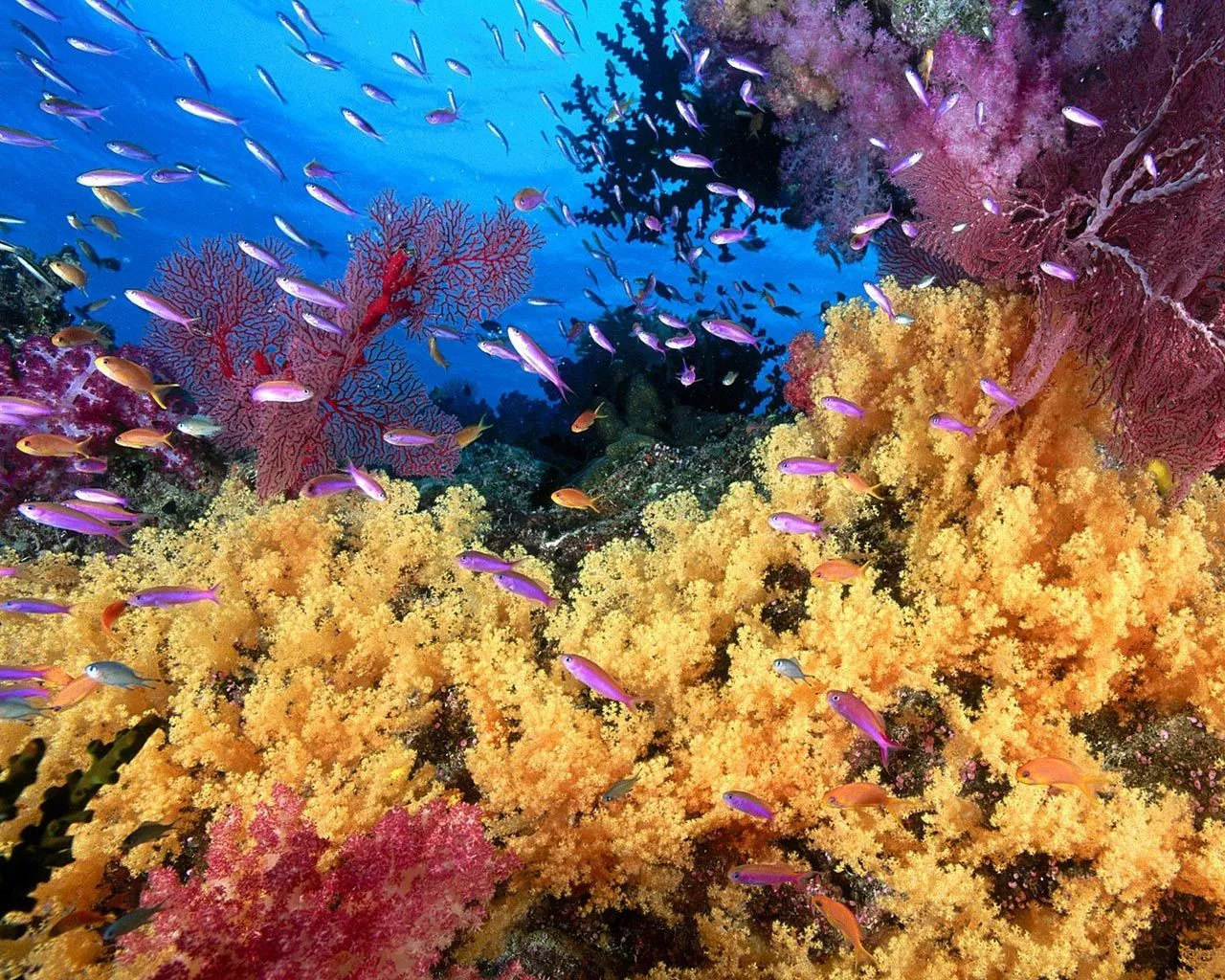 Abadia Aljarafe.: Larvas de coral: sin oídos pero escuchan Abadia Aljarafe.: Larvas de coral: sin oídos pero escuchan