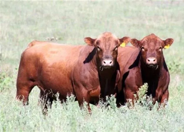 ABCHoy - Portal Digital de Noticias - Faenan toros de raza y dejan ... ABCHoy - Portal Digital de Noticias - Faenan toros de raza y dejan ...