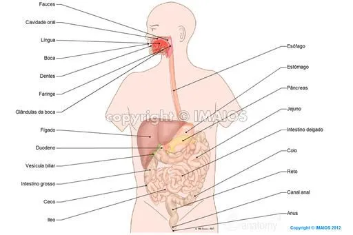 Abdômen e sistema digestório: ilustrações anatômicas