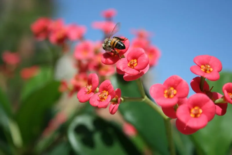 Abeja con Flores rojas by ~lemurianalien on deviantART Abeja con Flores rojas by ~lemurianalien on deviantART