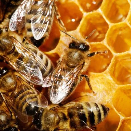 Bruselas prohibirá tres plaguicidas que matan a las abejas