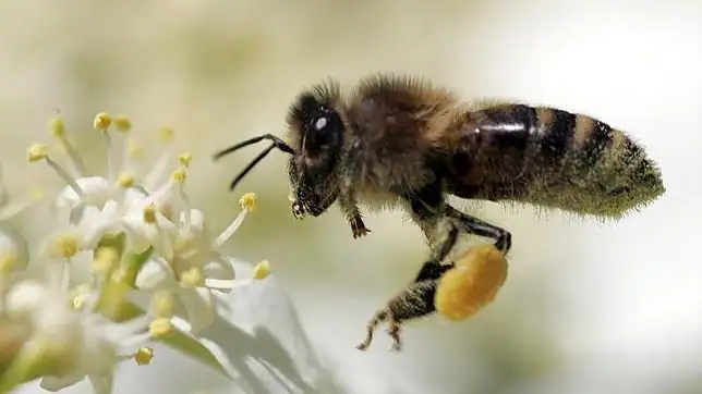 Las abejas son capaces de detectar las flores que ofrecen mejor ...