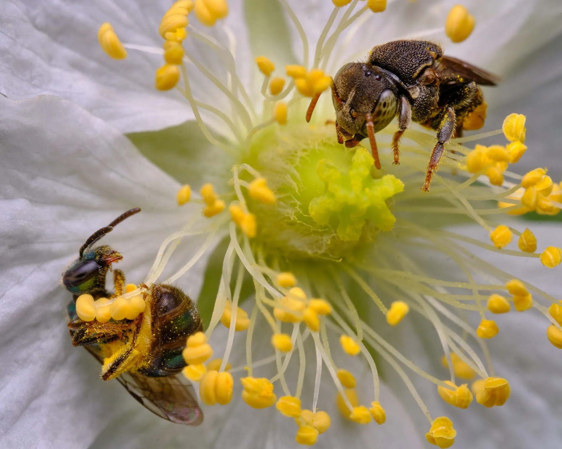 Qué son las abejas nativas y por qué es importante protegerlas?