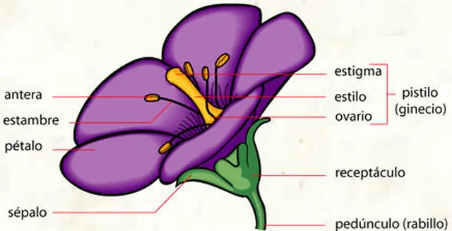 Esquema de la flor señalando sus partes - Imagui