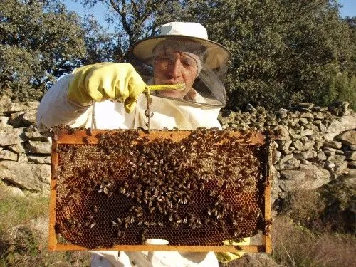 abejas salvemos « Desinformémonos