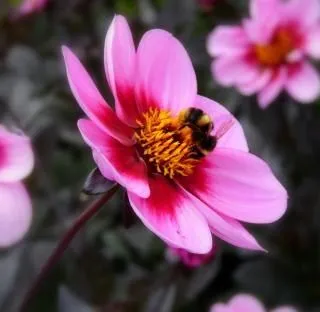abelha na flor, linda | Baixar fotos gratuitas