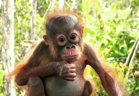 About the Orangutan Foundation International | Orangutan ...