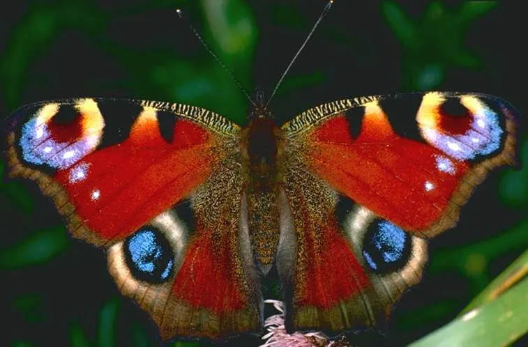 Mariposas imagenes reales - Imagui