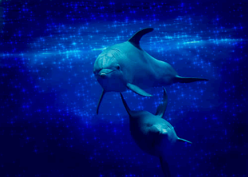 Imagenes de delfines en gif - Imagui