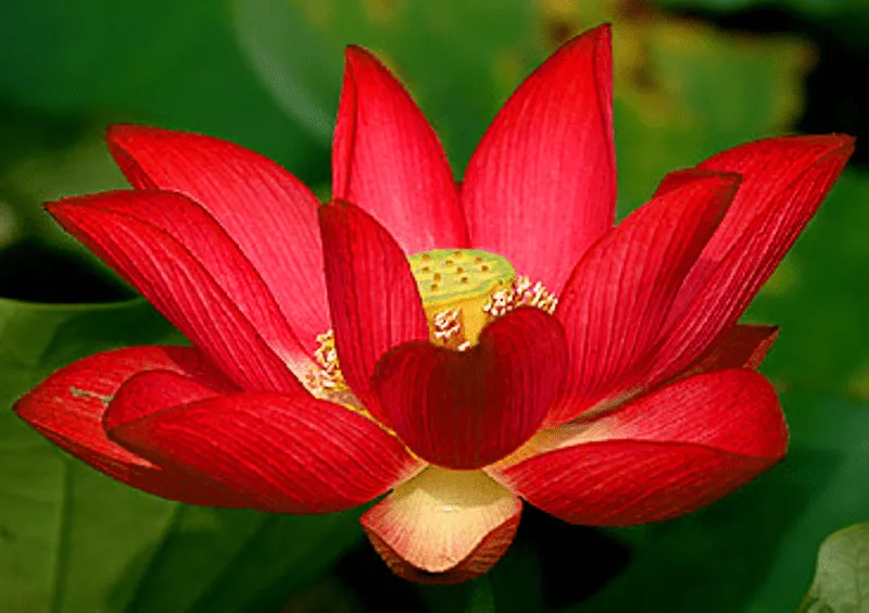 Abundancia, Amor y Plenitud : LA FLOR DE LOTO, SIGNIFICADO Abundancia, Amor y Plenitud : LA FLOR DE LOTO, SIGNIFICADO