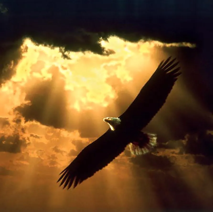 Imagenes de aguilas volando gratis - Imagui Imagenes de aguilas volando gratis - Imagui