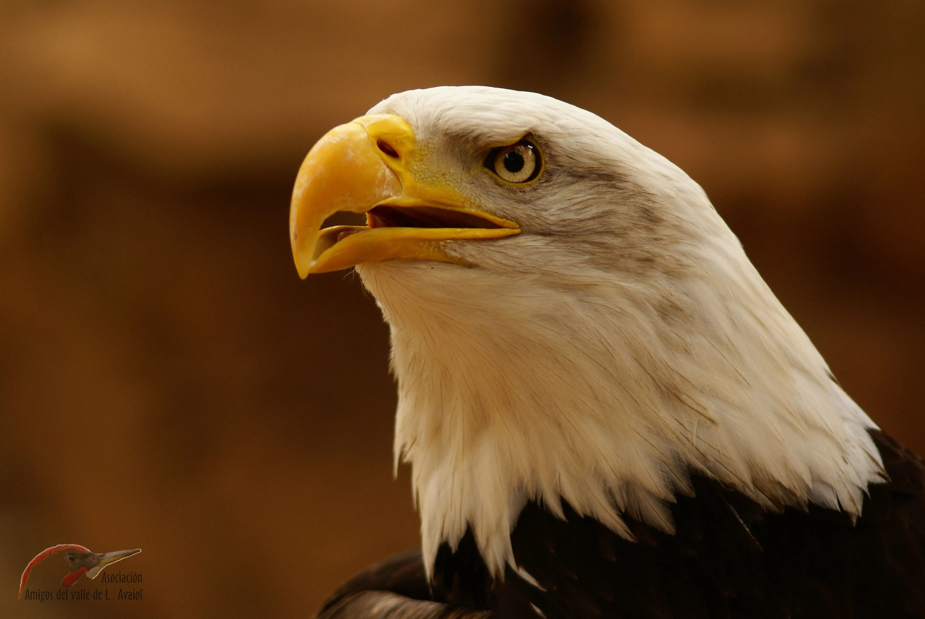 Aca les dejo fotos de aguilas calvas - Taringa! Aca les dejo fotos de aguilas calvas - Taringa!