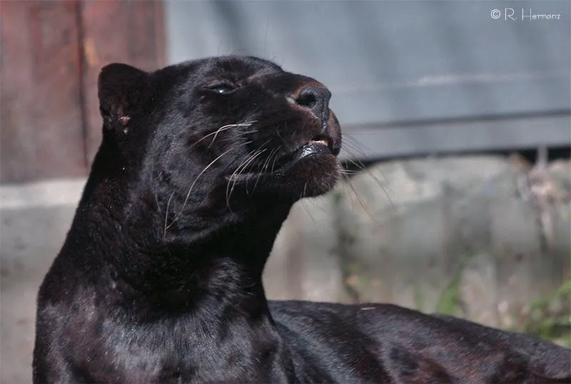 Academia de Chimpancés (con peluca): Animales Acojonantes (54 ... Academia de Chimpancés (con peluca): Animales Acojonantes (54 ...