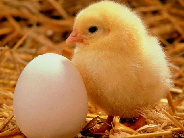 Aceptas pagar huevos más caros para que las gallinas vivan felices ...