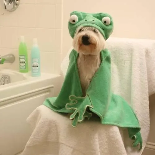 Acerca de Perritos: Accesorios la higiene y el baño de los perros
