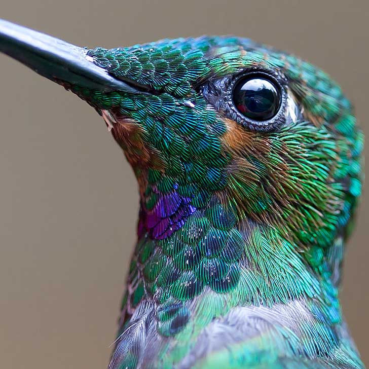 Acercamiento a los colibríes | duendevisual