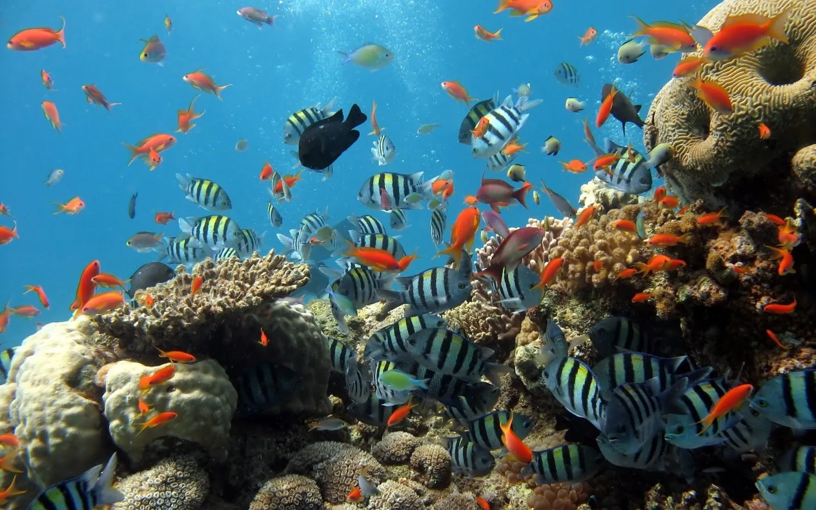 La acidificación del océano perturba a los peces | Espacio de Yugurta