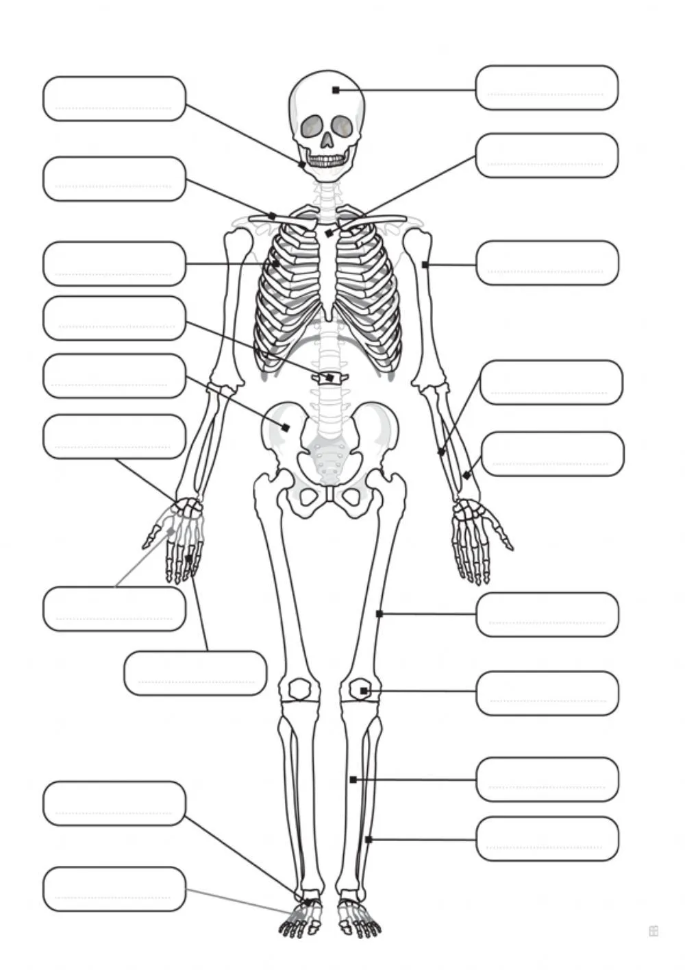 Actividad online de Huesos del cuerpo humano para 6º. Puedes hacer los ejercicios online o descar… | Human body activities, Biology lessons, Medical school studying Actividad online de Huesos del cuerpo humano para 6º. Puedes hacer los ejercicios online o descar… | Human body activities, Biology lessons, Medical school studying