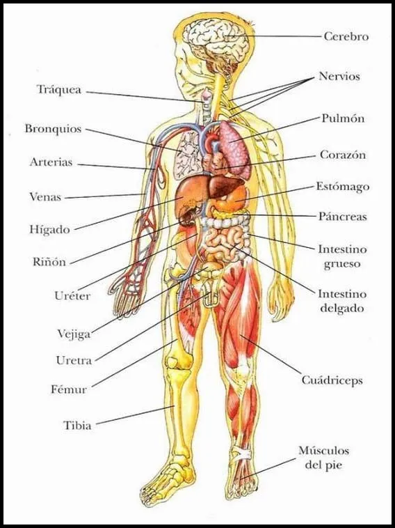 El cuerpo humano en imagenes para niños - Imagui