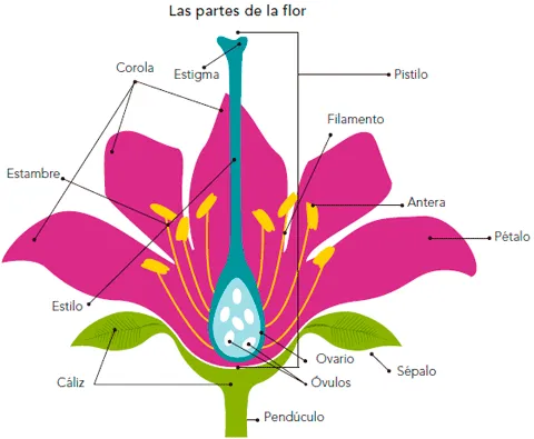 Cuales son las partes de una flor y sus funciones - Imagui