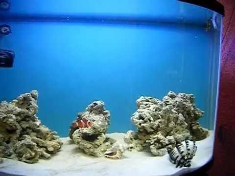 Actualizacion Panoramica 90 lts (pecera marina) - YouTube