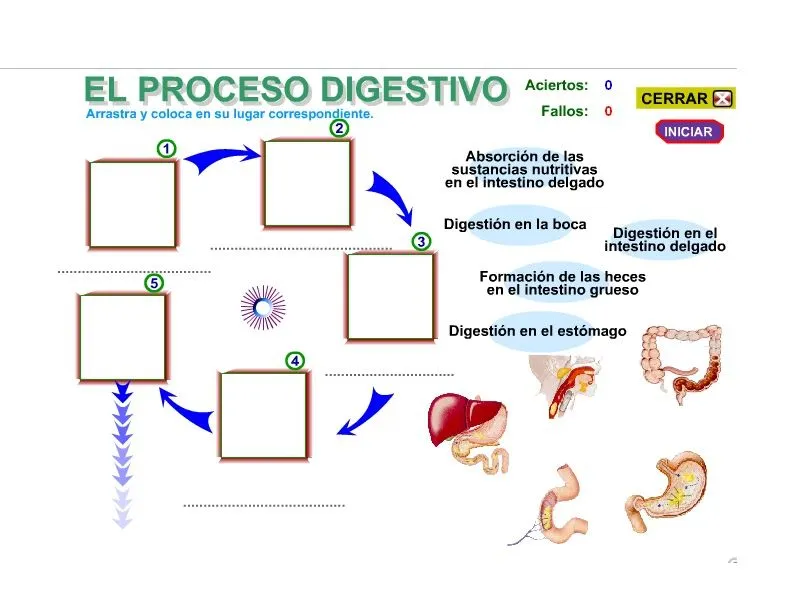 Actualízate y aprende: Fases del Proceso Digestivo Actualízate y aprende: Fases del Proceso Digestivo