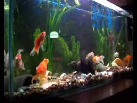 Mi acuario de peces de agua fria!!! - YouTube