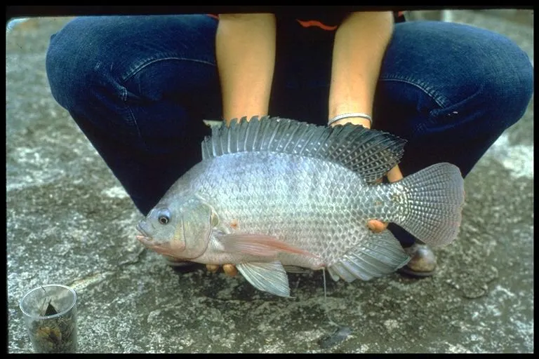 Acuicultura X: peces de agua dulce, la tilapia. | Los Bloggers de ...