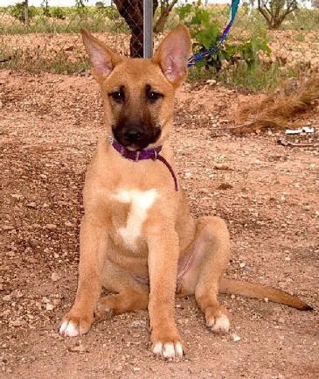 adopcion cachorros pastor aleman | Cuidar de tu perro es facilisimo. adopcion cachorros pastor aleman | Cuidar de tu perro es facilisimo.