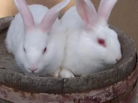 Adopta un conejo (Monterrey, México) | Relatos Caninos