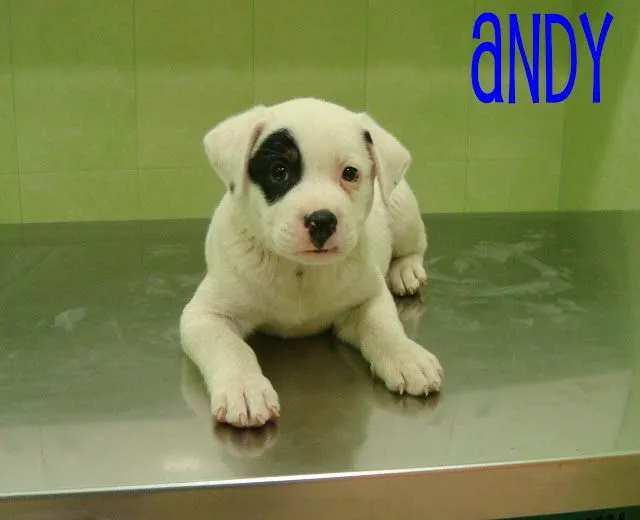 ADOPTAR UN CACHORRO PERROS EN ADOPCIÓN: agosto 2013 ADOPTAR UN CACHORRO PERROS EN ADOPCIÓN: agosto 2013