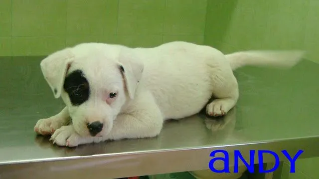 ADOPTAR UN CACHORRO PERROS EN ADOPCIÓN: agosto 2013 ADOPTAR UN CACHORRO PERROS EN ADOPCIÓN: agosto 2013