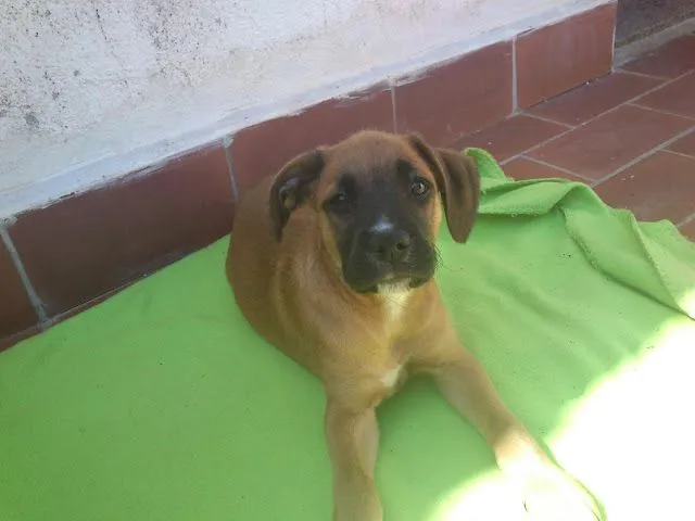 ADOPTAR UN CACHORRO PERROS EN ADOPCIÓN: julio 2012 ADOPTAR UN CACHORRO PERROS EN ADOPCIÓN: julio 2012