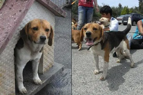 Adoptar perro - Perros Beagle